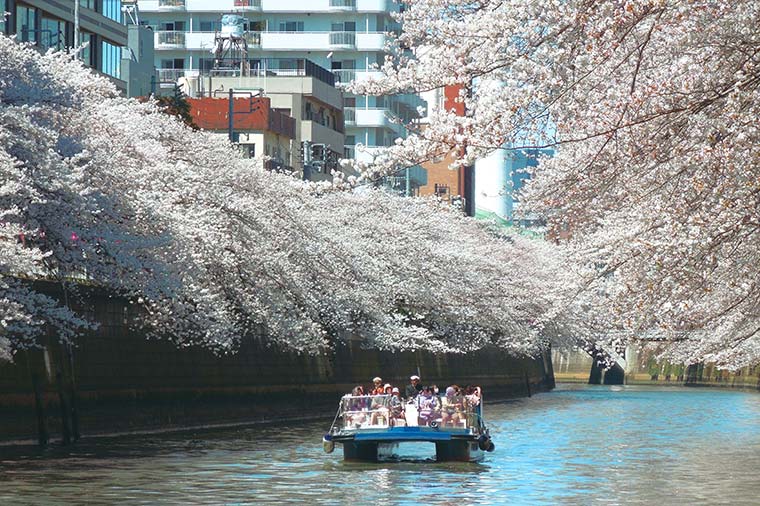 ホテルニューオータニの絶景ビュッフェと目黒川桜クルーズ