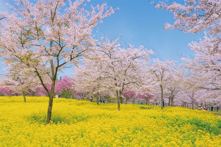 桜のトンネル“赤城南面千本桜”＆とろけるような福豚しゃぶしゃぶ