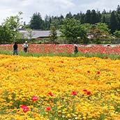 牛久大仏・お花摘み（ＳＳ）//