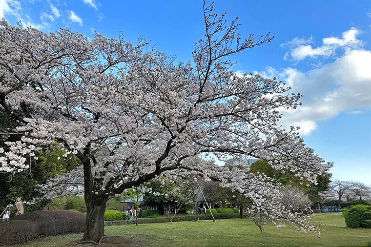 皇居東御苑と桜の隅田川クルーズ（浅草老舗の天麩羅）