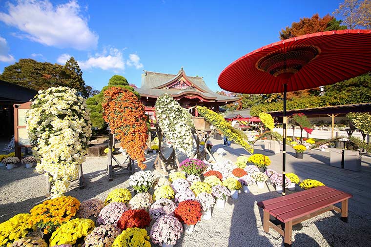 絶景と花の饗宴　石切山脈×笠間の菊まつり＆秋のフルーツ狩り
