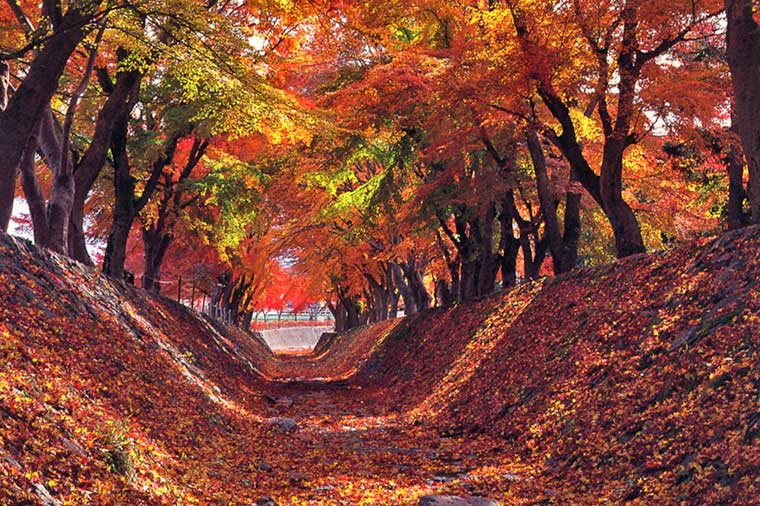 富士山×紅葉の絶景　河口湖もみじ回廊＆忍野八海と地ビール飲み放題付バイキング