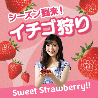いちご狩り特集23 はとバス 公式 いちご狩り特集23 はとバス 公式