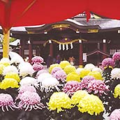 笠間稲荷神社・菊祭り・SS//