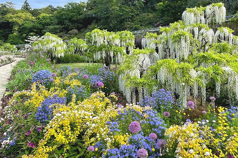 春の花咲く東海花めぐりと三河湾の絶景 西浦温泉＆蒲郡フルーツ狩り