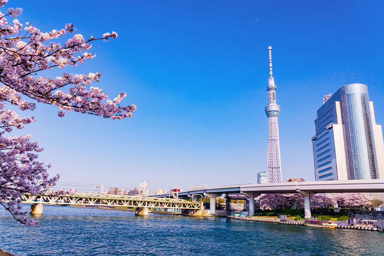 屋形船・隅田川桜見物と千鳥ヶ淵