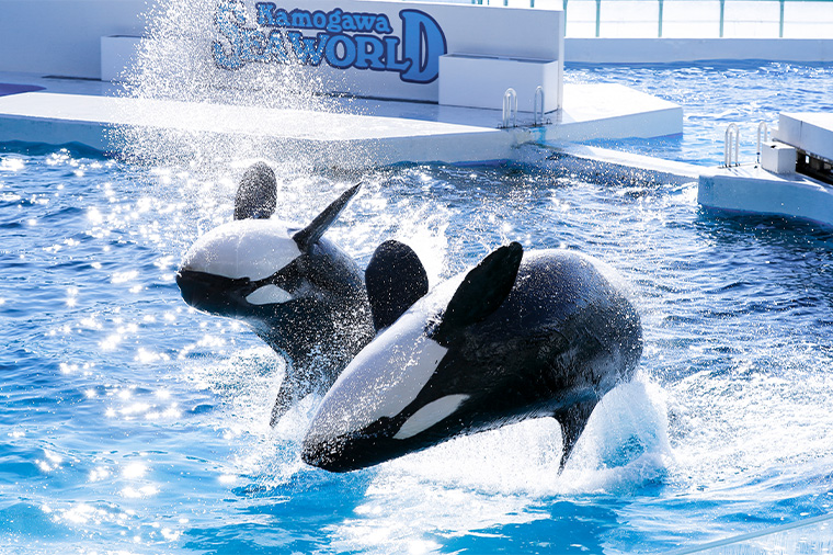 たっぷり３時間の滞在♪鴨川シーワールドと南房総いちご狩り