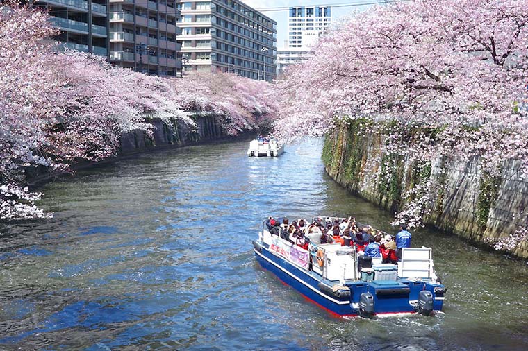 目黒川桜クルーズと春のお花見ちらし膳