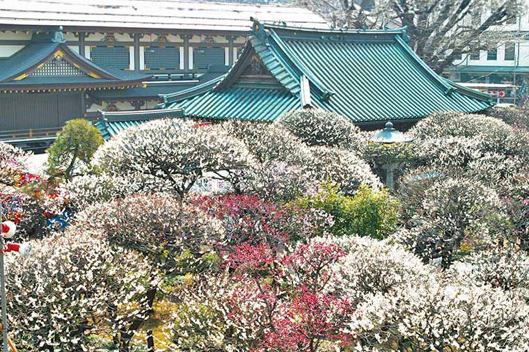 湯島天神梅まつりと迎賓館赤坂離宮 本館内部見学