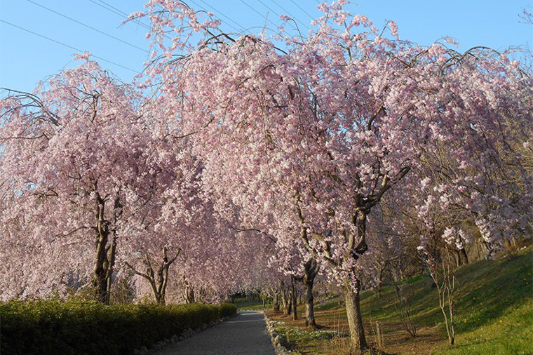茨城の隠れ名所 風土記の丘の桜と選べる黒毛和牛「常陸牛」×いちご狩り