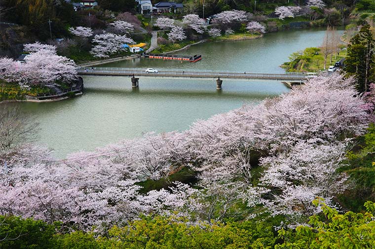 桜の開花リレー♪鋸南町 桜まつり×はとバス限定房総こぼれ海鮮丼