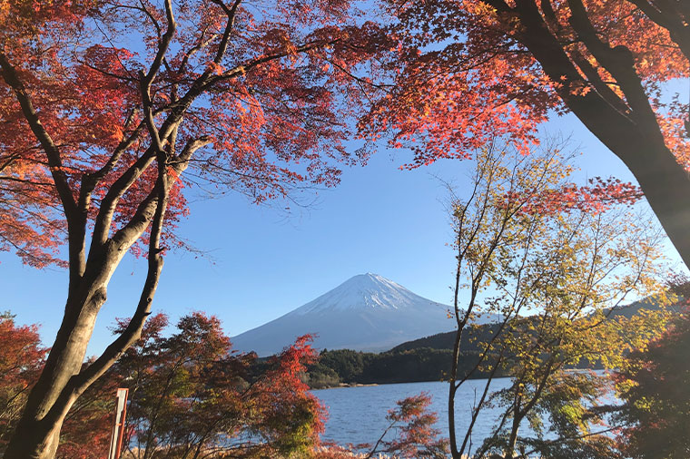 河口湖畔からの紅葉と富士山