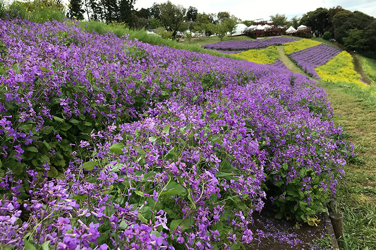 マザー牧場季節のお花