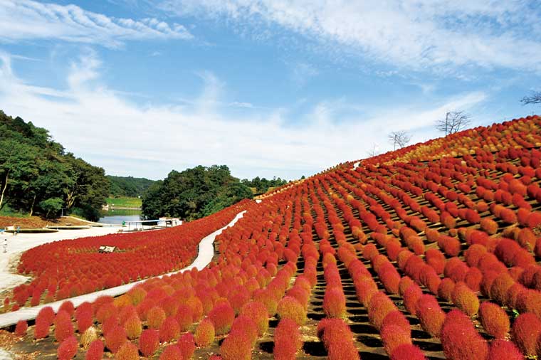 コース検索結果 はとバス 公式