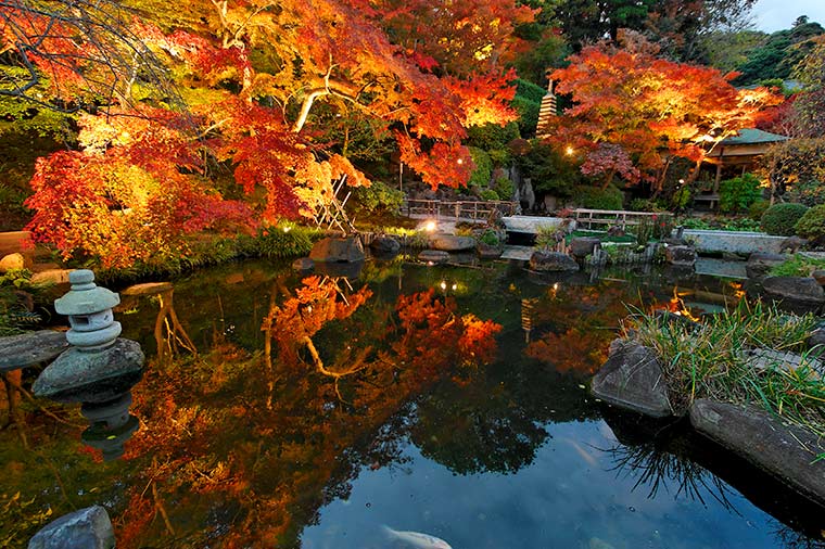 鎌倉 長谷寺 秋の夜間特別拝観・紅葉ライトアップ