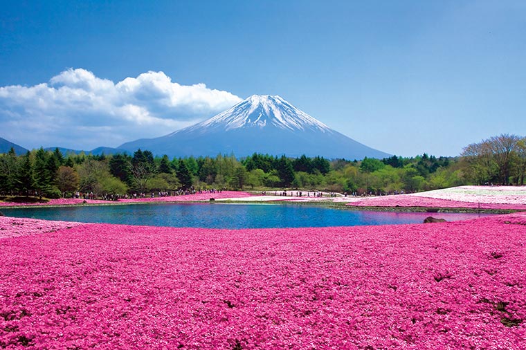 ピンクの絨毯富士芝桜まつりといちご狩り食べ放題