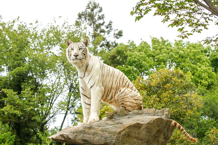 サファリ気分を満喫！群馬サファリパークといちご狩り食べ放題