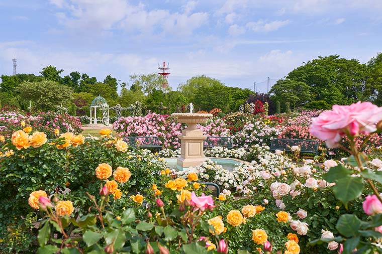 京成バラ園＆成田東武ホテルエアポートランチブッフェと酒々井プレミアム・アウトレット