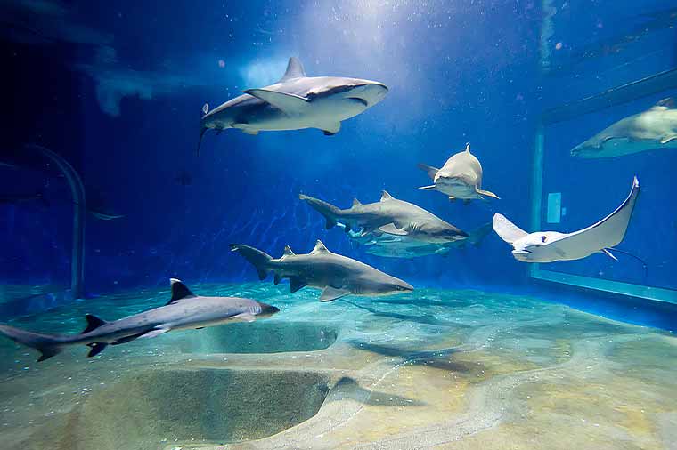 海のいきもの大集合♪アクアワールド大洗と那珂湊上にぎり寿司