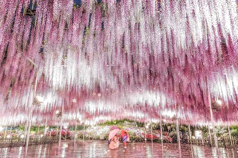 あしかがフラワーパーク“藤のライトアップ”とデザートビュッフェ＆佐野プレミアム・アウトレット