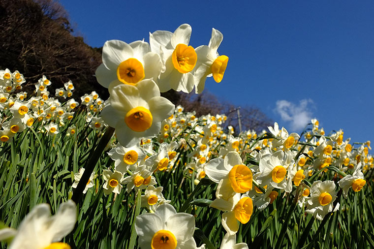 【トイレ付バス・レガートで行く】鋸南町水仙まつり＆はとバス限定お雑煮付海鮮丼と東京湾フェリー