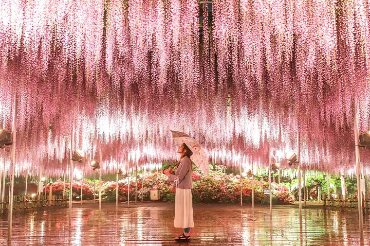 あしかがフラワーパーク“藤のライトアップ”と佐野プレミアム・アウトレット