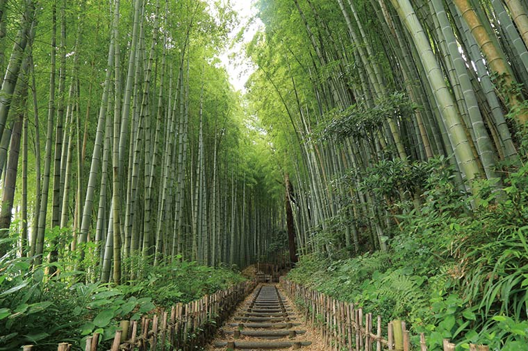 涼風の竹林散策＆アウトレット散策とヒルトン成田ランチビュッフェ