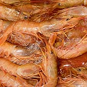 浜焼市場きよっぱち・赤海老のお刺身食べ放題（ss）//