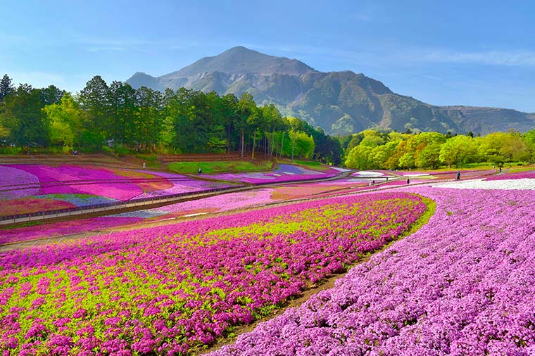 ふわっふわの花絨毯“羊山公園芝桜”と爽快！長瀞ライン下り