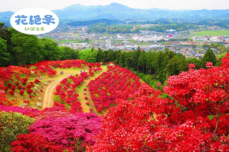 【GW限定】花絶景いばらき満喫旅！笠間のつつじ×つくば牡丹園
