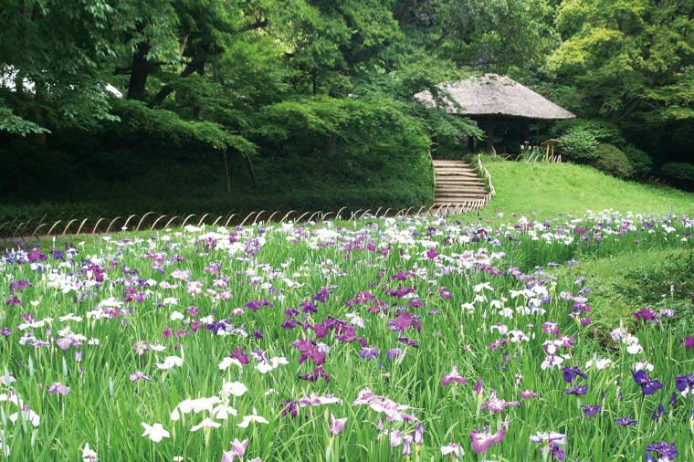 満腹！寿司食べ放題と菖蒲の名園めぐり