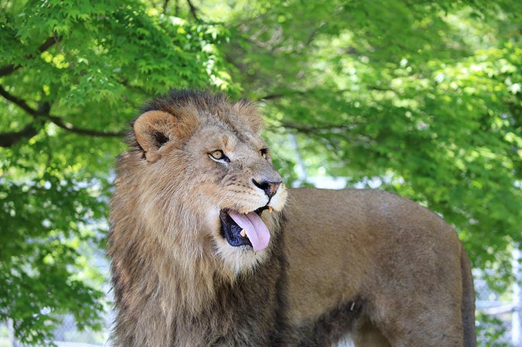 動物たちを間近で見てみよう♪富士サファリパーク