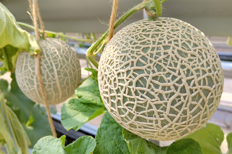 【トイレ付バス・アストロメガで行く】伊豆メロン1玉狩り＆1/4試食と御殿場プレミアム・アウトレット