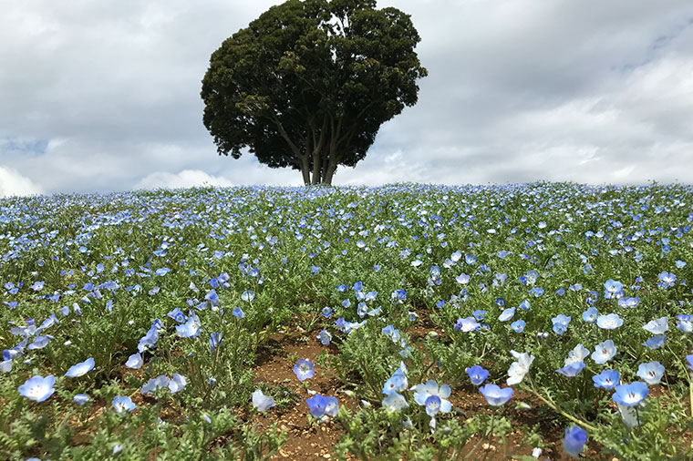 マザー牧場季節のお花