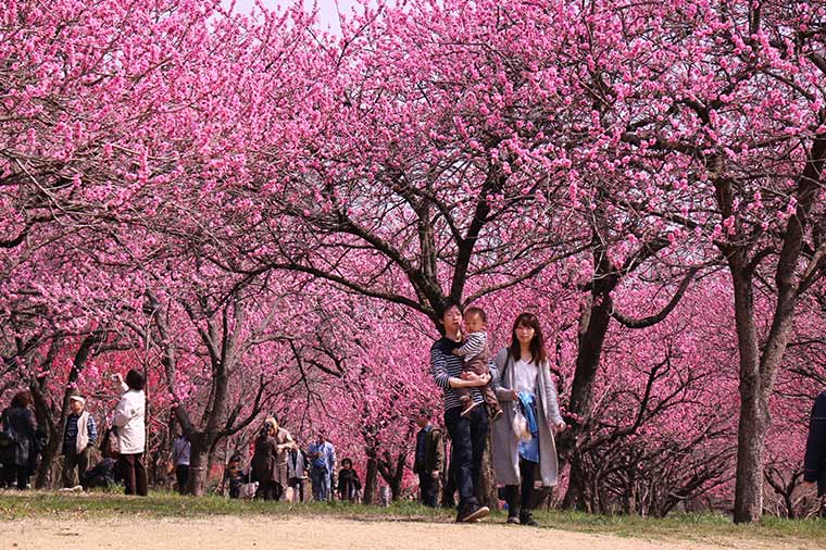 古河桃まつりとあしかがフラワーパーク３万球のチューリップ＆とちあいかいちご狩り