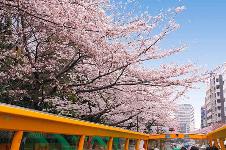 【２階建てオープンバス】東京さくら回廊