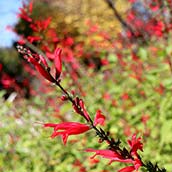 ハーブ庭園旅日記・富士河口湖庭園・パイナップルセージ（10月頃） SS//