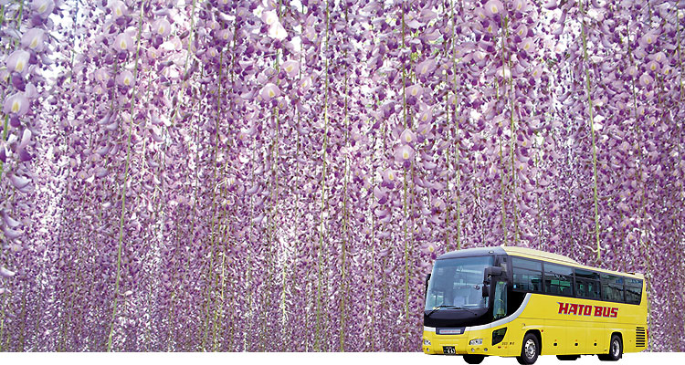 日帰りバスツアー・あしかがフラワーパーク奇跡の大藤