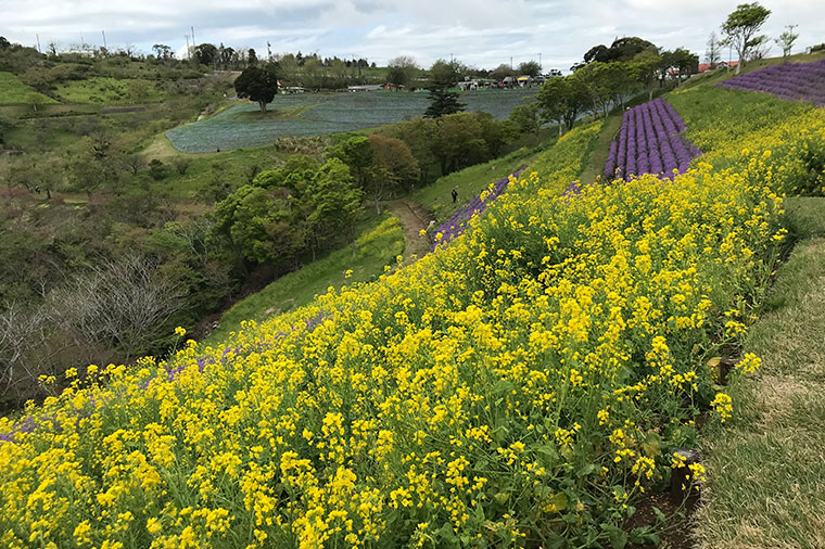 マザー牧場季節のお花