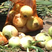 玉ねぎ狩り・玉ねぎ堀り（SS）//