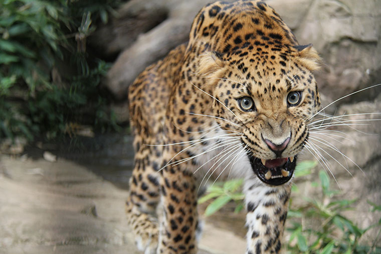 よこはま動物園ズーラシアと横浜・八景島シーパラダイス／Ａ：バーベキューの昼食