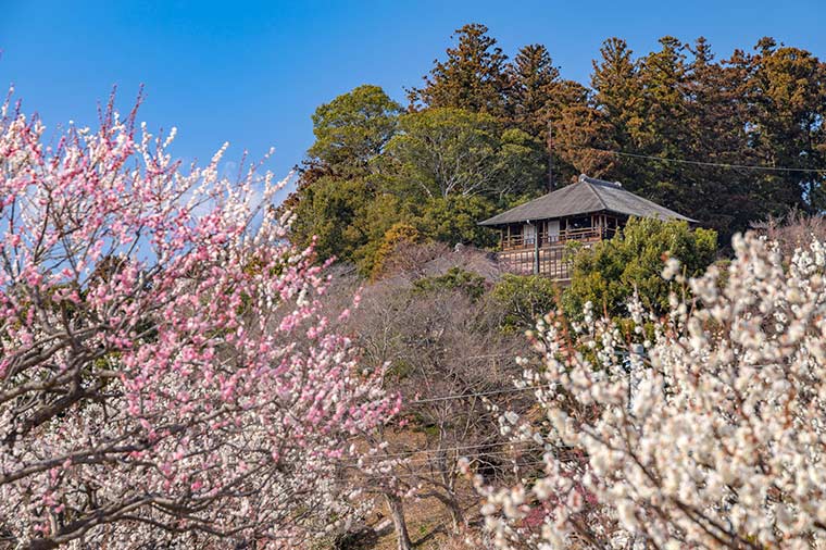 五感で味わう梅満喫の旅♪水戸偕楽園梅まつり×フルーツトマト狩り