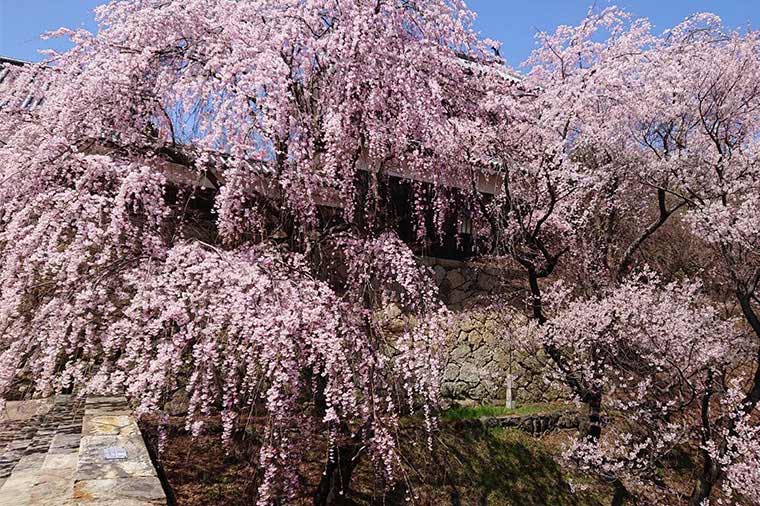 信州三大城跡（小諸城址・上田城跡公園・高遠城址公園）＆国宝松本城の桜の競演！