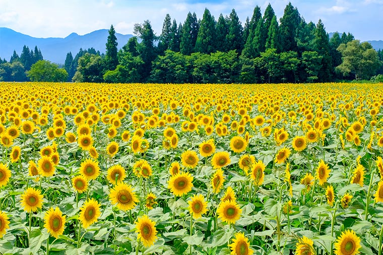 夏の絶景！50万本の津南ひまわり畑と雲上のSORA terrace＆信州もも狩り