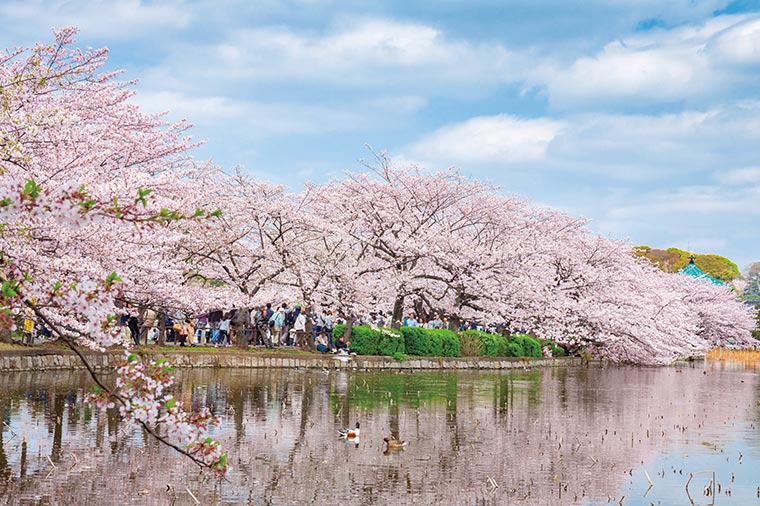 満腹！寿司食べ放題と東京さくら名所めぐり