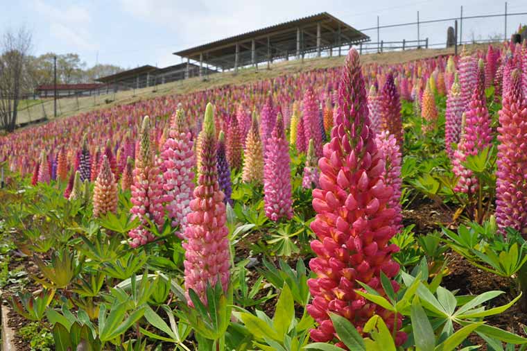 春爛漫とちぎツアー♪3万本のカラフルルピナス祭りとはとバス限定はちみつパフェ