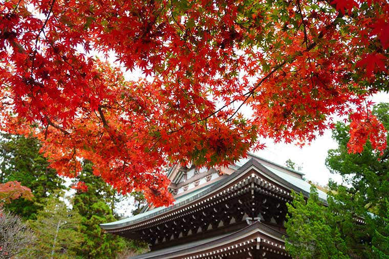 秋の鎌倉小旅行（紅葉の三渓園）