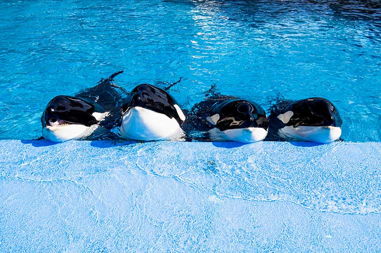 たっぷり３時間の滞在♪鴨川シーワールドと南房総いちご狩り