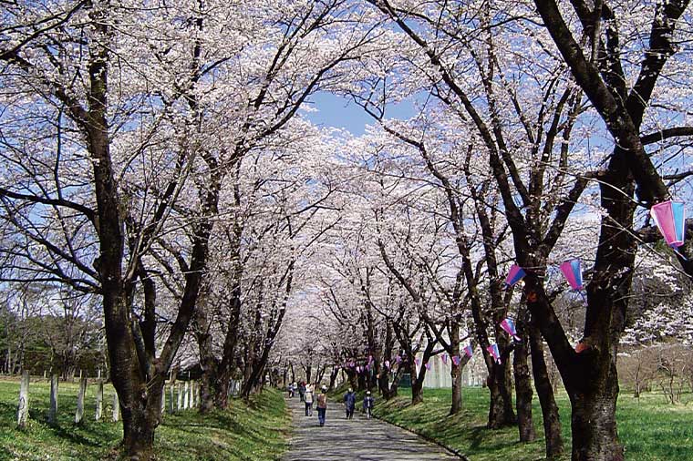 上州二つの名桜（赤城南面千本桜・榛名雲海桜）といちご狩り＆四万温泉湯めぐり紀行／四万たむら泊