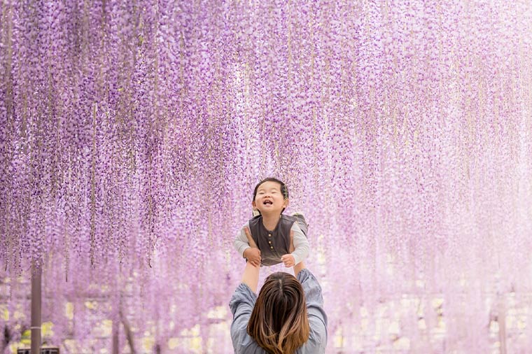 あしかがフラワーパーク“ふじのはな物語”とランチビュッフェ・いちご狩り